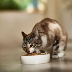 9 Lives Hearty Cuts With Real Turkey In Gravy Canned Cat Food -Furry Friends 100279 PT3. AC SS1800 V1682710723