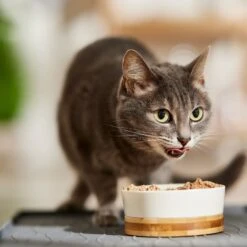 9 Lives Meaty Pate With Real Ocean Whitefish Canned Cat Food -Furry Friends 100310 PT3. AC SS1800 V1682710686
