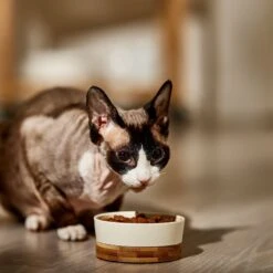 9 Lives Meaty Favorites Variety Pack Canned Cat Food -Furry Friends 100311 PT4. AC SS1800 V1682710674