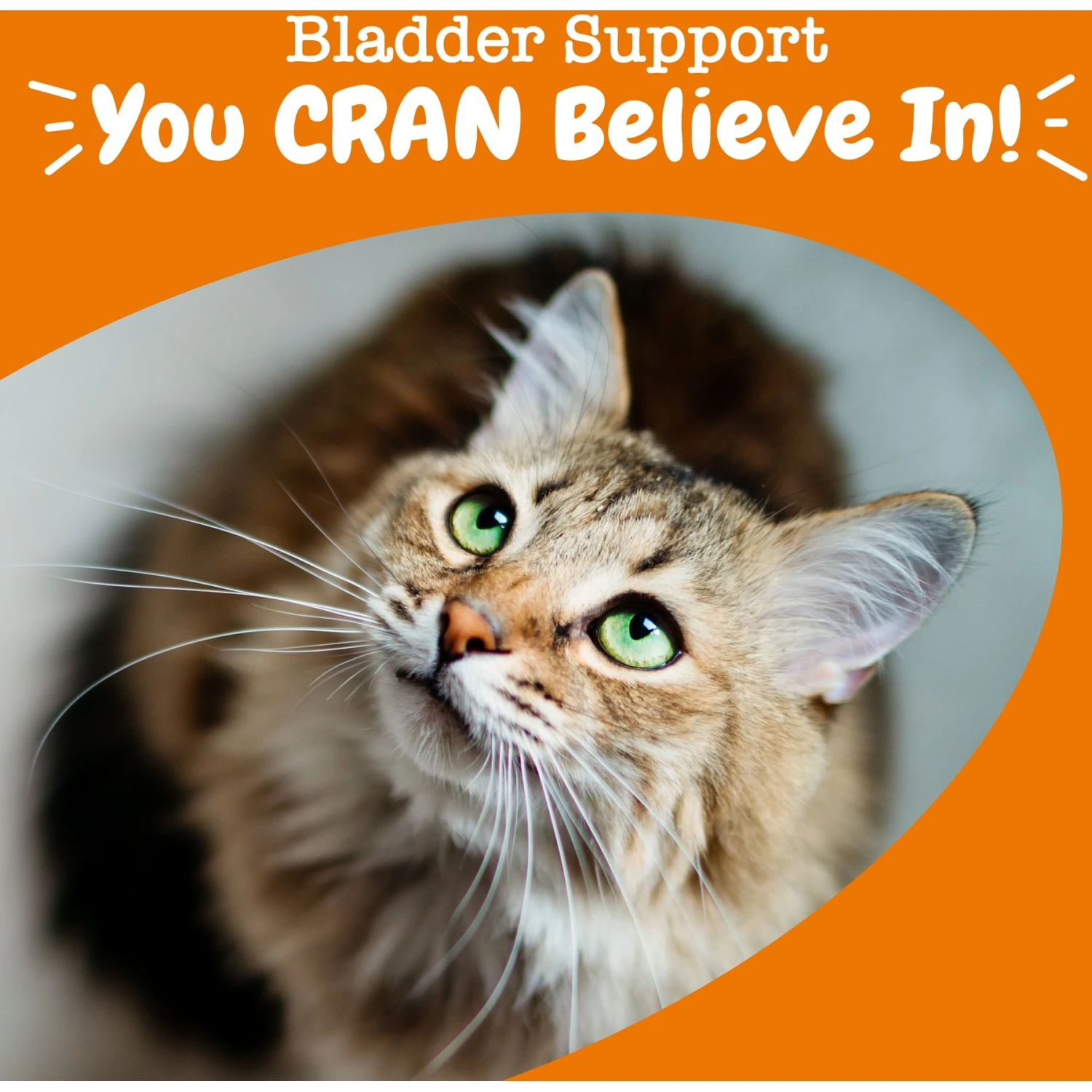 Zesty Paws Cranberry Bladder Bites Bacon Flavored Soft Chews Urinary Supplement For Cats, 60 Count 6 Zesty Paws Cranberry Bladder Bites Bacon Flavored Soft Chews Urinary Supplement For Cats, 60 Count - Image 4