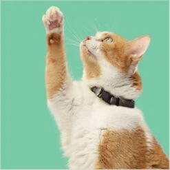 Rachael Ray Nutrish Indoor Complete Chicken With Lentils & Salmon Recipe Natural Dry Cat Food 16 Rachael Ray Nutrish Indoor Complete Chicken With Lentils & Salmon Recipe Natural Dry Cat Food -Furry Friends 108512 PT5. AC SS1800 V1691768520