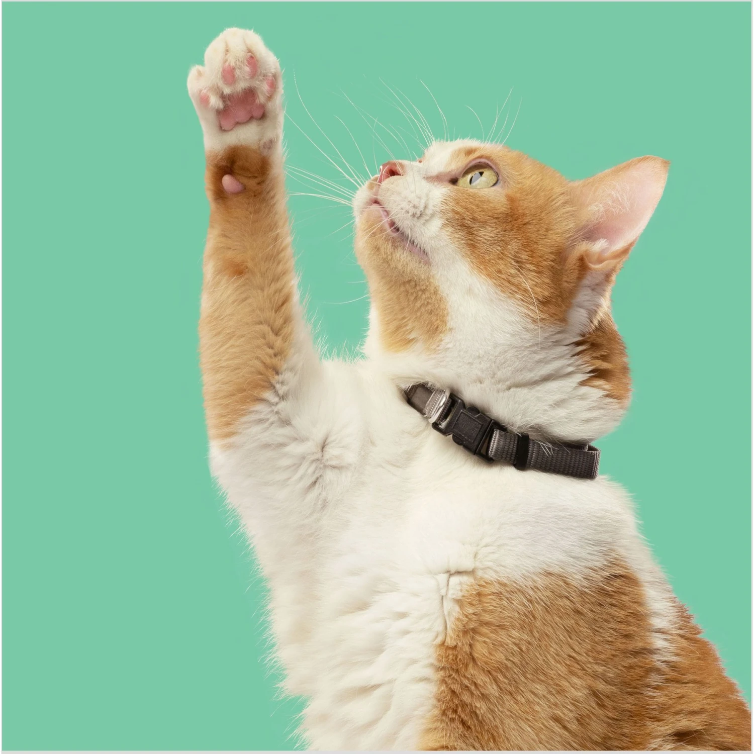 Rachael Ray Nutrish Indoor Complete Chicken With Lentils & Salmon Recipe Natural Dry Cat Food 8 Rachael Ray Nutrish Indoor Complete Chicken With Lentils & Salmon Recipe Natural Dry Cat Food - Image 6