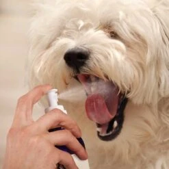 Gerrard Larriett Aromatherapy Pet Care Dog & Cat Dental Spray -Furry Friends 109684 PT4. AC SS1800 V1617331293