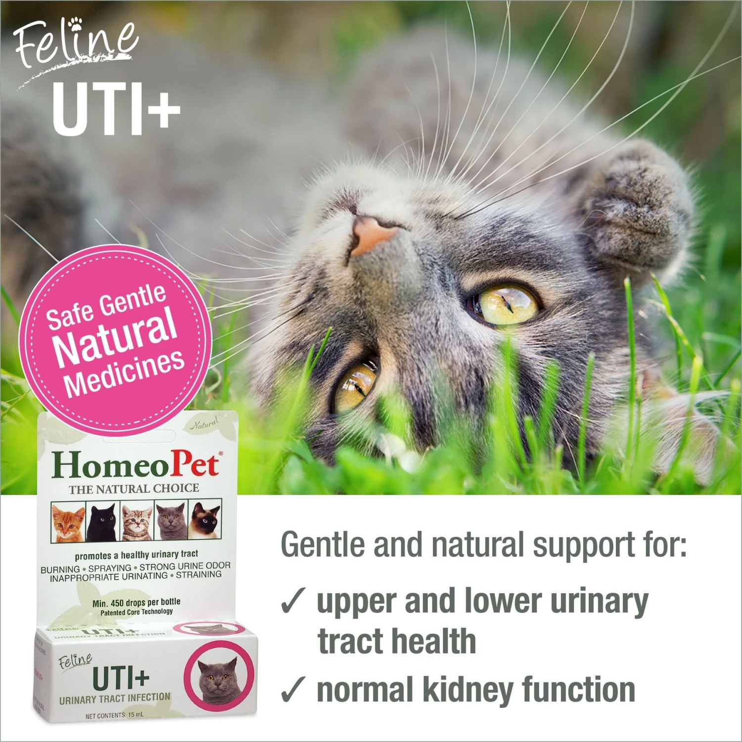 HomeoPet UTI+ Homeopathic Medicine For Urinary Tract Infections UTI For Cats 4 HomeoPet UTI+ Homeopathic Medicine For Urinary Tract Infections UTI For Cats - Image 2