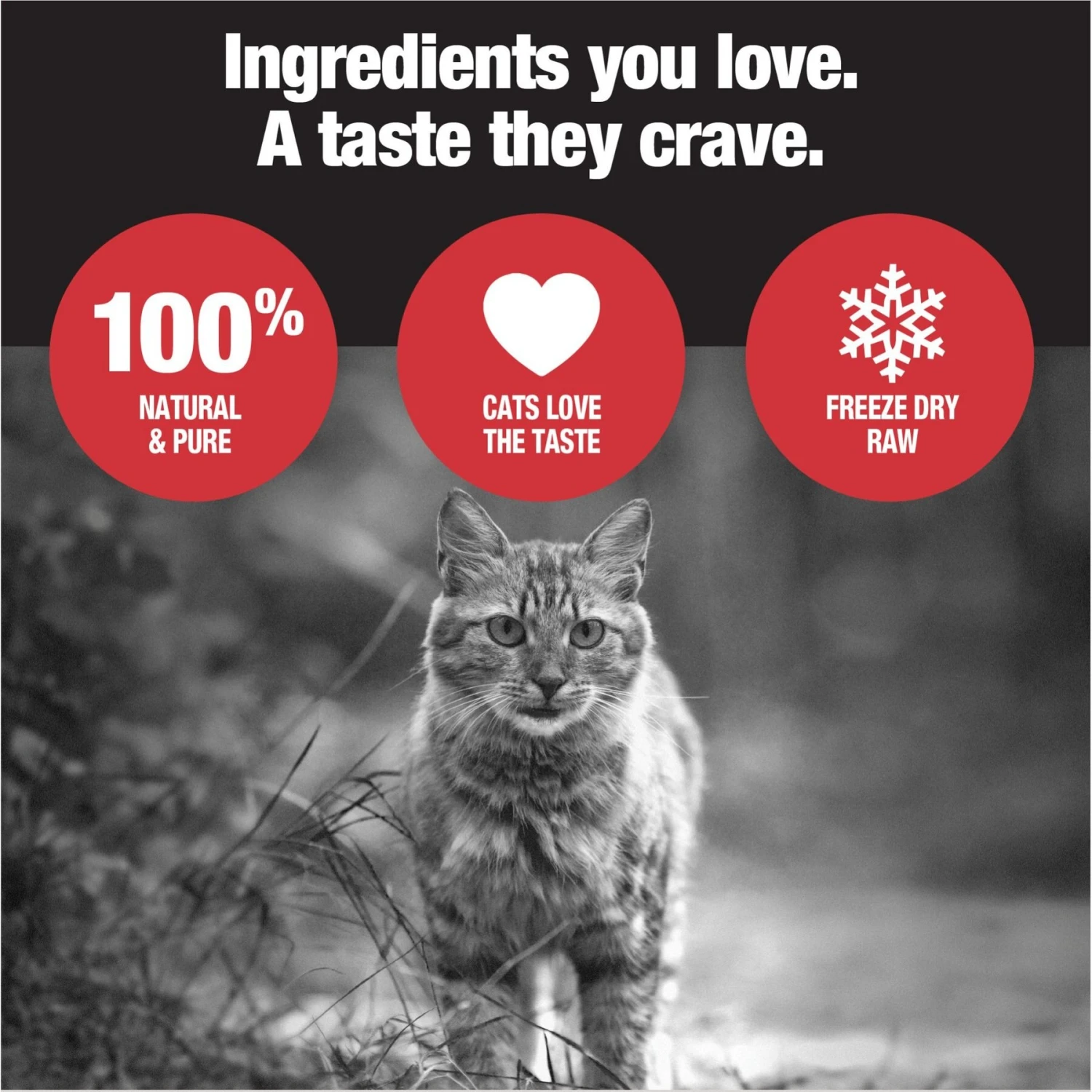 PureSnacks Chicken Breast Freeze-Dried Cat Treats 5 PureSnacks Chicken Breast Freeze-Dried Cat Treats - Image 3