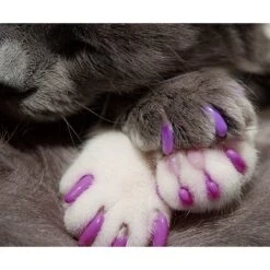Kitty Caps Cat Nail Caps, Color Varies, 40 Count -Furry Friends 118155 PT5. AC SS1800 V1492121223