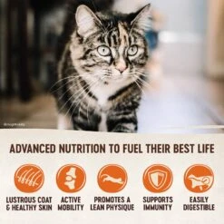 Wellness CORE Grain-Free Original Formula Natural Dry Cat Food 12 Wellness CORE Grain-Free Original Formula Natural Dry Cat Food -Furry Friends 119565 PT3. AC SS1800 V1636552908