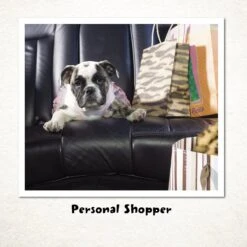 101 Uses For A Bulldog -Furry Friends 123491 PT2. AC SS1800 V1501793204