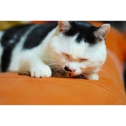 CatTwig Silver Vine Stick Cat Chew Toy -Furry Friends 125648 PT5. AC SS1800 V1495567035