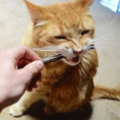 CatTwig Silver Vine Stick Cat Chew Toy -Furry Friends 125648 PT6. AC SS1800 V1495567074