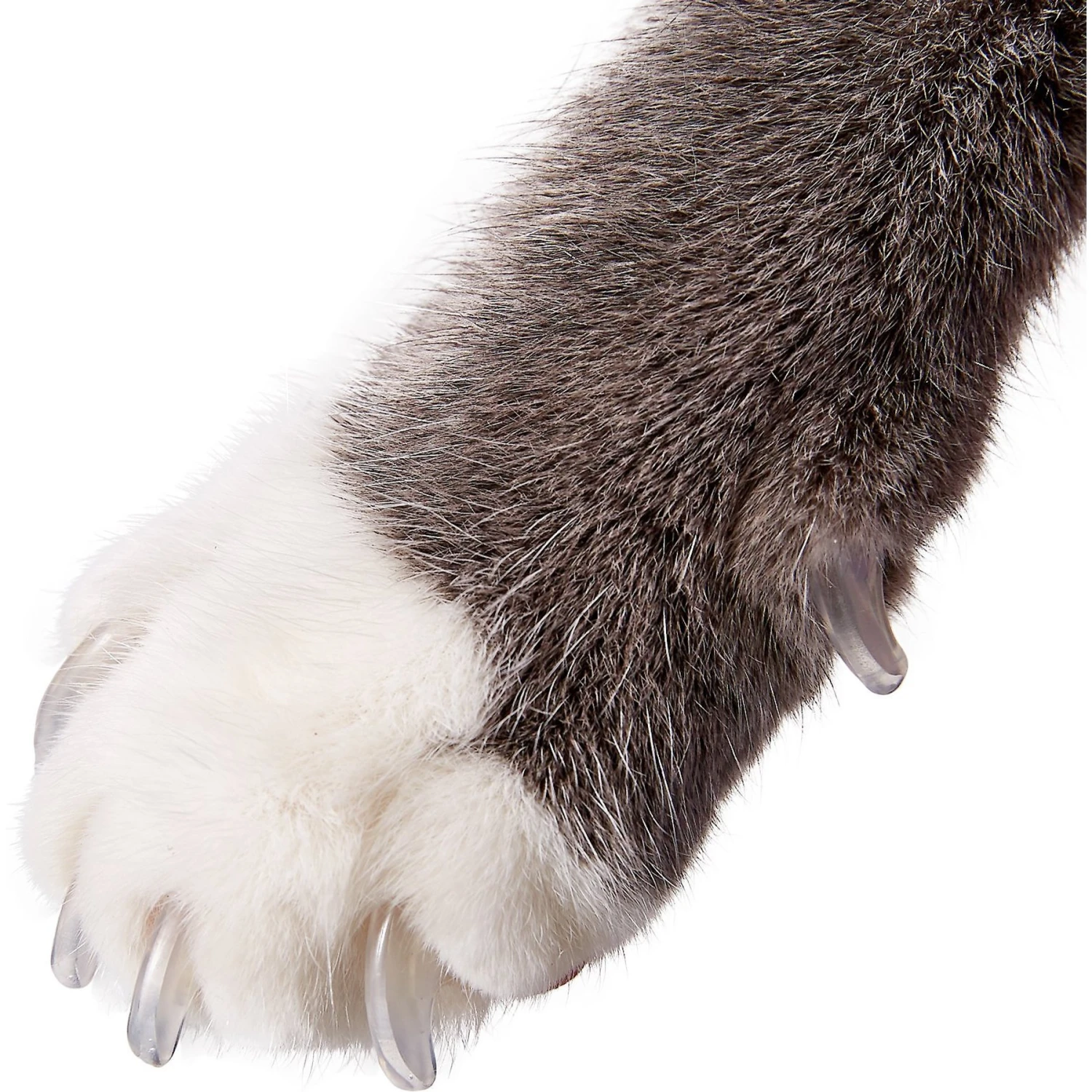 Purrdy Paws Soft Cat Nail Caps 3 Purrdy Paws Soft Cat Nail Caps