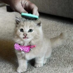 Li'l Pals Coated Tips Cat Slicker Brush -Furry Friends 128191 PT3. AC SS1800 V1673648722