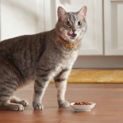 Meow Mix Tender Favorites With Real Tuna & Whole Shrimp In Sauce Cat Food Trays -Furry Friends 130523 PT4. AC SS1800 V1670940412