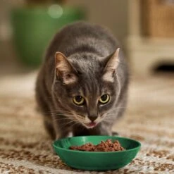 Iams Perfect Portions Indoor Grain-Free Salmon & Turkey Recipe Pate Variety Pack Adult Wet Cat Food Trays 10 Iams Perfect Portions Indoor Grain-Free Salmon & Turkey Recipe Pate Variety Pack Adult Wet Cat Food Trays -Furry Friends 131329 PT2. AC SS1800 V1697577532