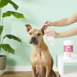 Nootie Japanese Cherry Blossom Dog & Cat Ear Wipes -Furry Friends 132616 PT3. AC SS1800 V1543958909