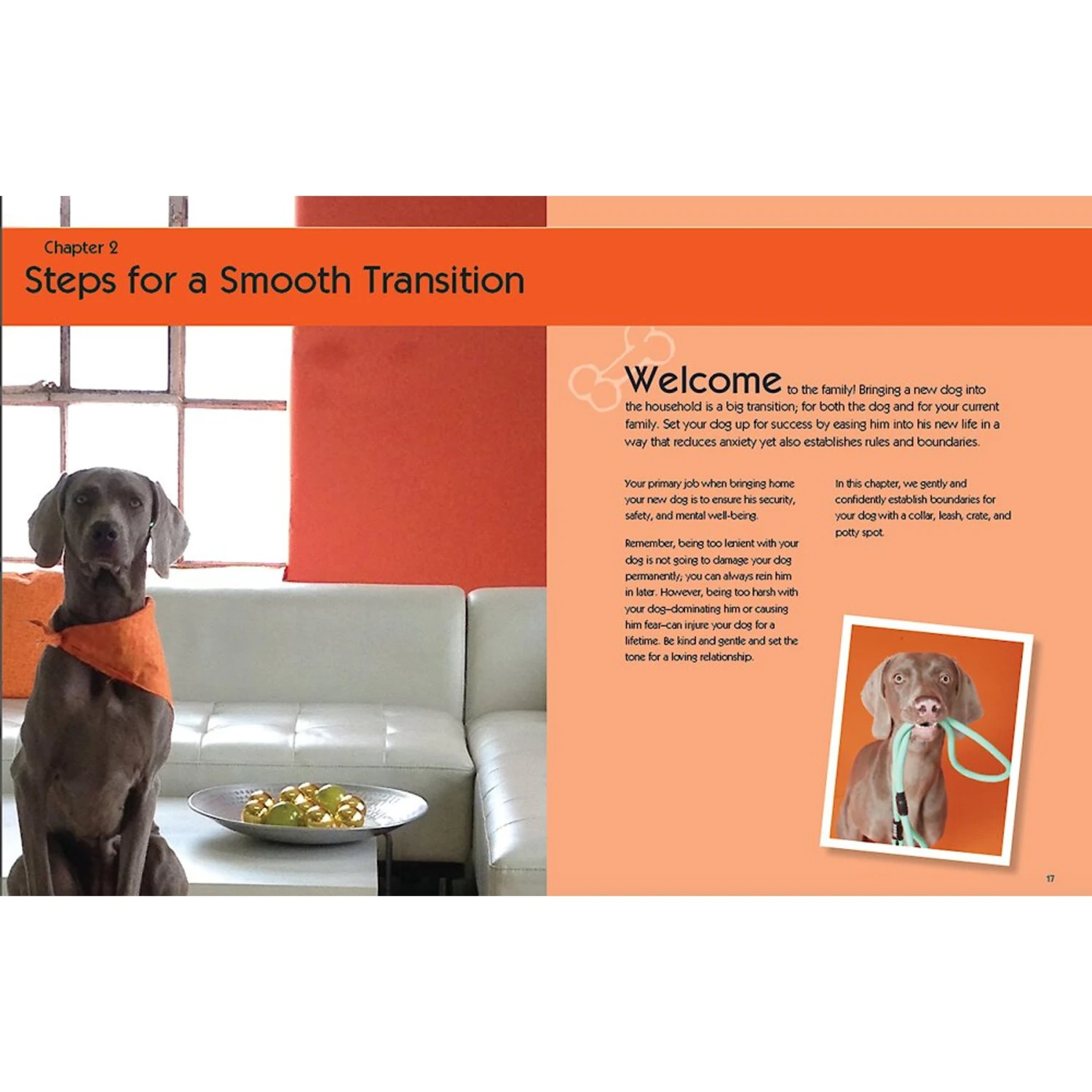 Dog Training 101: Step-by-Step Instructions For Raising A Happy, Well-Behaved Dog 5 Dog Training 101: Step-by-Step Instructions For Raising A Happy, Well-Behaved Dog - Image 3