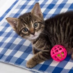 Hartz Just For Cats Toy Variety Pack, 13 Count -Furry Friends 139111 PT5. AC SS1800 V1589230999