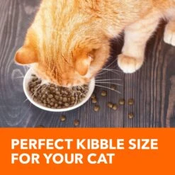 Iams ProActive Health Salmon Recipe Adult Dry Cat Food -Furry Friends 148007 PT3. AC SS1800 V1609948113