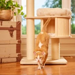 Nutro Perfect Portions Grain-Free Variety Pack Chicken, Salmon & Tuna, Chicken & Liver Pate Recipe Adult Wet Cat Food Trays -Furry Friends 148864 PT8. AC SS1800 V1702678289