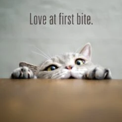 Meat Mates Beef Freeze-Dried Raw Cat Treats -Furry Friends 153829 PT8. AC SS1800 V1541011156