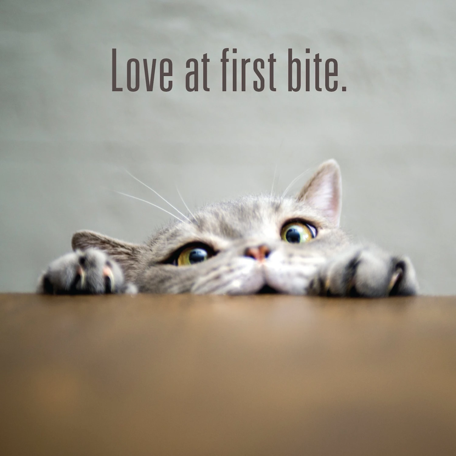 Meat Mates Chicken Freeze-Dried Raw Cat Treats 11 Meat Mates Chicken Freeze-Dried Raw Cat Treats - Image 9