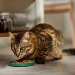 Iams Perfect Portions Indoor Adult Chicken Recipe Grain-Free Cuts In Gravy Wet Cat Food Trays 11 Iams Perfect Portions Indoor Adult Chicken Recipe Grain-Free Cuts In Gravy Wet Cat Food Trays -Furry Friends 159239 PT2. AC SS1800 V1698957011