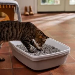 Frisco Unscented Non-Clumping Recycled Paper Cat Litter -Furry Friends 161380 PT4. AC SS1800 V1660944676