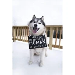 Pearhead Pet Baby Annoucement Chalkboard -Furry Friends 163475 PT2. AC SS1800 V1553698039