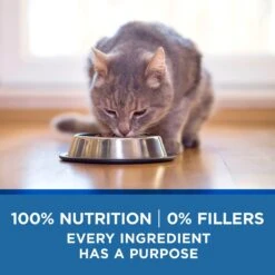 Purina ONE Indoor Advantage 7+ Chicken & Ocean Fish Recipe Pate Wet Cat Food -Furry Friends 166135 PT5. AC SS1800 V1636674714