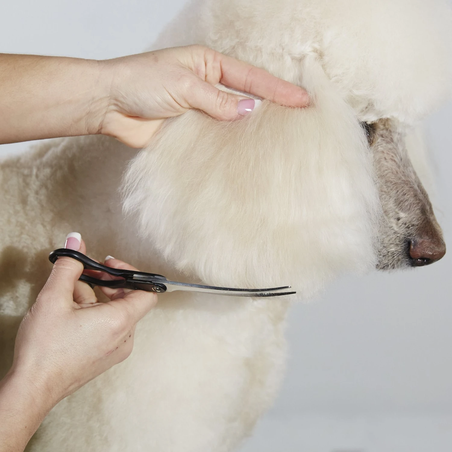 Andis Premium Curved Shear, 8" 4 Andis Premium Curved Shear, 8" - Image 2