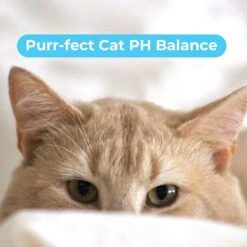 Pawtitas Organic Sheabutter & Oatmeal Cat Shampoo & Conditioner -Furry Friends 173809 PT6. AC SS1800 V1682098346