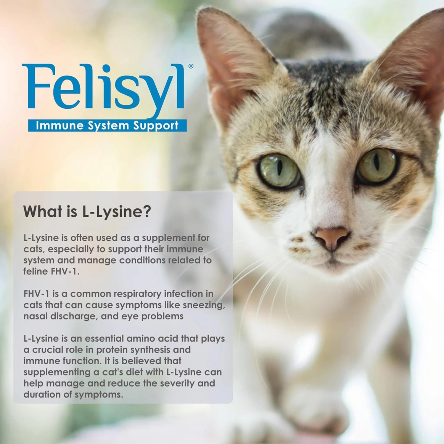 Felisyl Salmon Flavored Gel Immune Supplement For Cats 4 Felisyl Salmon Flavored Gel Immune Supplement For Cats - Image 2