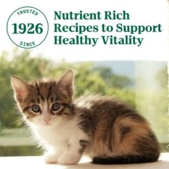 Nutro Wholesome Essentials Chicken & Brown Rice Recipe Kitten Dry Cat Food -Furry Friends 175960 PT6. AC SS1800 V1702665940