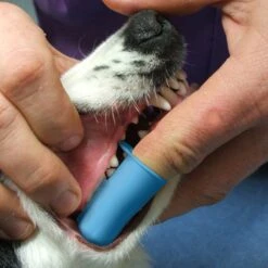 Pet Republique Dog & Cat Small Finger Toothbrush -Furry Friends 179225 PT3. AC SS1800 V1563290322