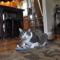 Turbo Catnip Belly Hedgehog Plush Cat Toy With Catnip -Furry Friends 202176 PT2. AC SS1800 V1677956681