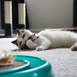 Turbo Flying Teaser Cat Toy 10 Turbo Flying Teaser Cat Toy -Furry Friends 202228 PT2. AC SS1800 V1677957952