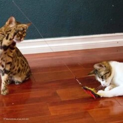 Turbo Flying Teaser Cat Toy 11 Turbo Flying Teaser Cat Toy -Furry Friends 202228 PT3. AC SS1800 V1678112548