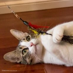 Turbo Flying Teaser Cat Toy 12 Turbo Flying Teaser Cat Toy -Furry Friends 202228 PT4. AC SS1800 V1678112543