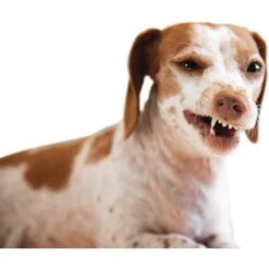 Jax & Cali Dog & Cat Dental Wipes 15 Jax & Cali Dog & Cat Dental Wipes -Furry Friends 208381 PT5. AC SS1800 V1572641373