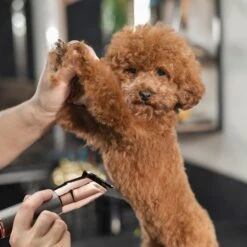 Babyliss Pro Pet Professional Metal Pet Trimmer -Furry Friends 211769 PT6. AC SS1800 V1657656294