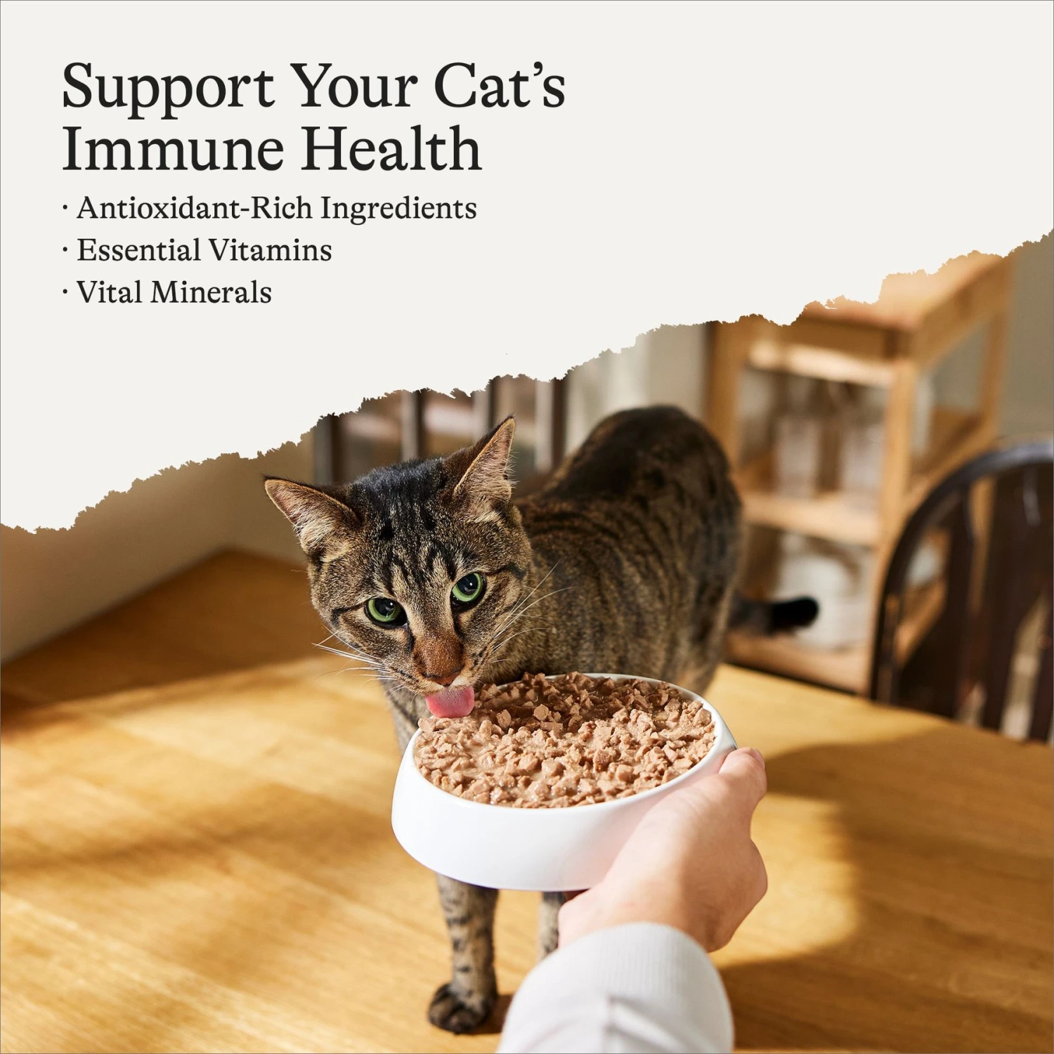 American Journey Minced Chicken Recipe In Gravy Grain-Free Canned Cat Food 4 American Journey Minced Chicken Recipe In Gravy Grain-Free Canned Cat Food - Image 2