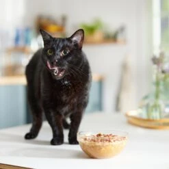 Caru Daily Dish Pumpkin Broth Human-Grade Dog & Cat Wet Food Topper, 1.1-lb Bottle -Furry Friends 227871 PT4. AC SS1800 V1682711640