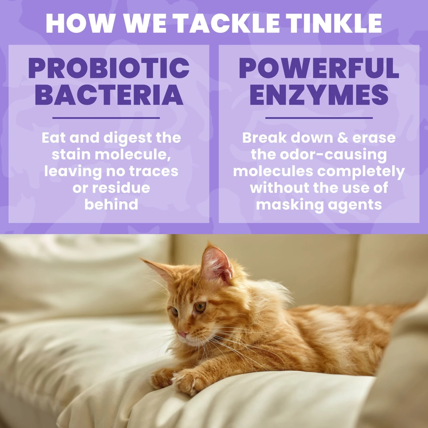 Unique Pet Care Sweet Tangerine Cat Odor + Stain Remover, 24-oz Bottle 7 Unique Pet Care Sweet Tangerine Cat Odor + Stain Remover, 24-oz Bottle - Image 5