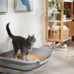 Catalyst Pet Multi-Cat Formula Cat Litter -Furry Friends 241764 PT3. AC SS1800 V1680789563