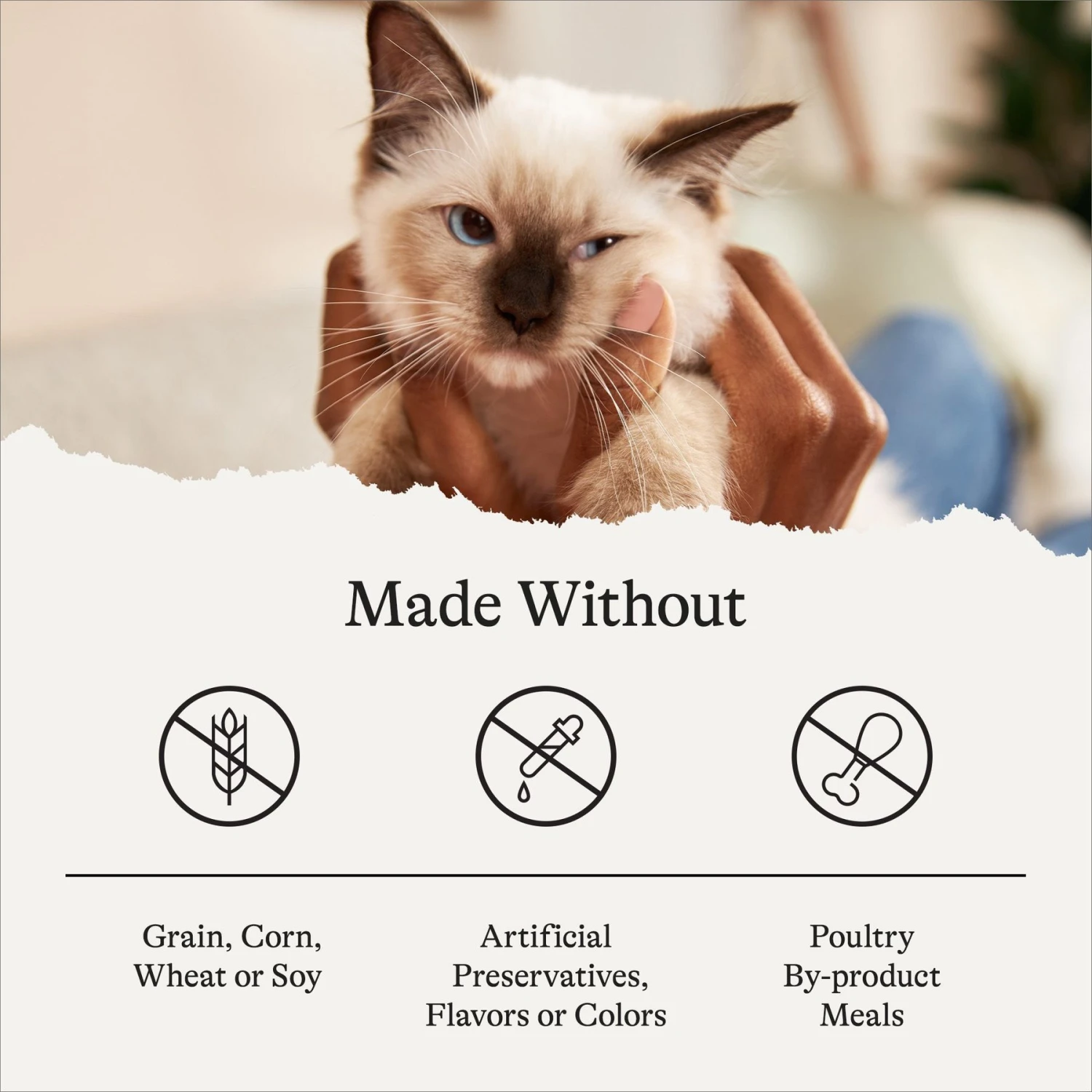 American Journey Kitten Chicken Recipe Grain-Free Dry Cat Food, 5-lb Bag 9 American Journey Kitten Chicken Recipe Grain-Free Dry Cat Food, 5-lb Bag - Image 7