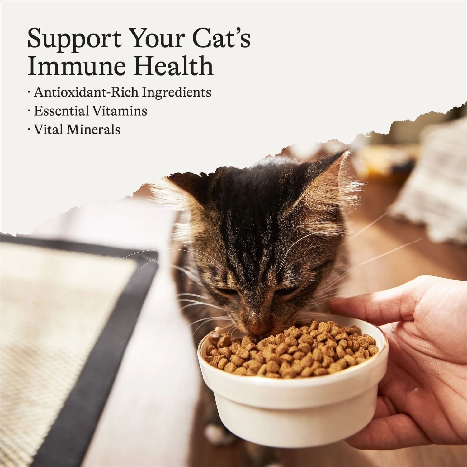 American Journey Indoor Recipe With Turkey & Chicken Grain-Free Dry Cat Food, 12-lb Bag 4 American Journey Indoor Recipe With Turkey & Chicken Grain-Free Dry Cat Food, 12-lb Bag - Image 2