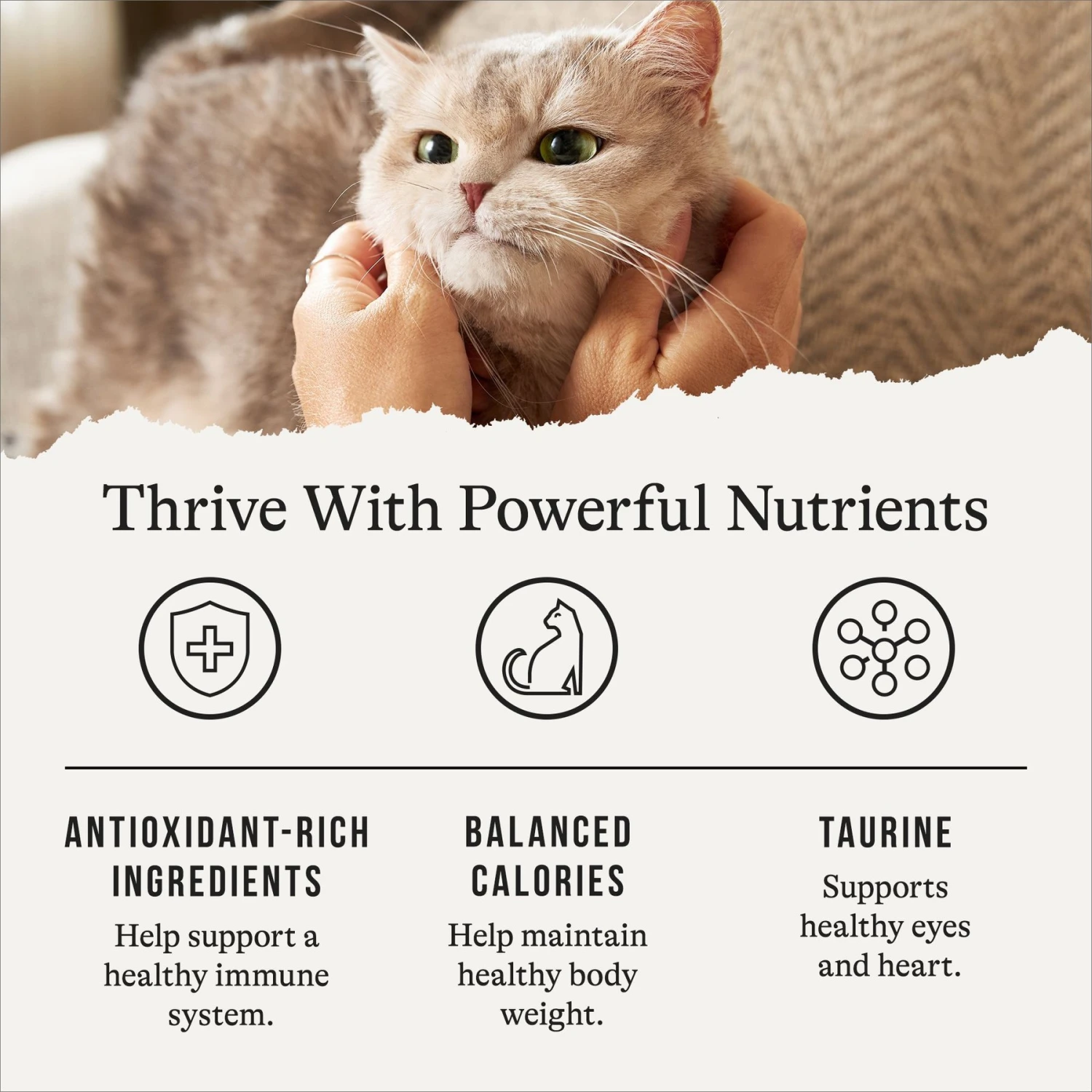 American Journey Indoor Recipe With Turkey & Chicken Grain-Free Dry Cat Food, 12-lb Bag 7 American Journey Indoor Recipe With Turkey & Chicken Grain-Free Dry Cat Food, 12-lb Bag - Image 5