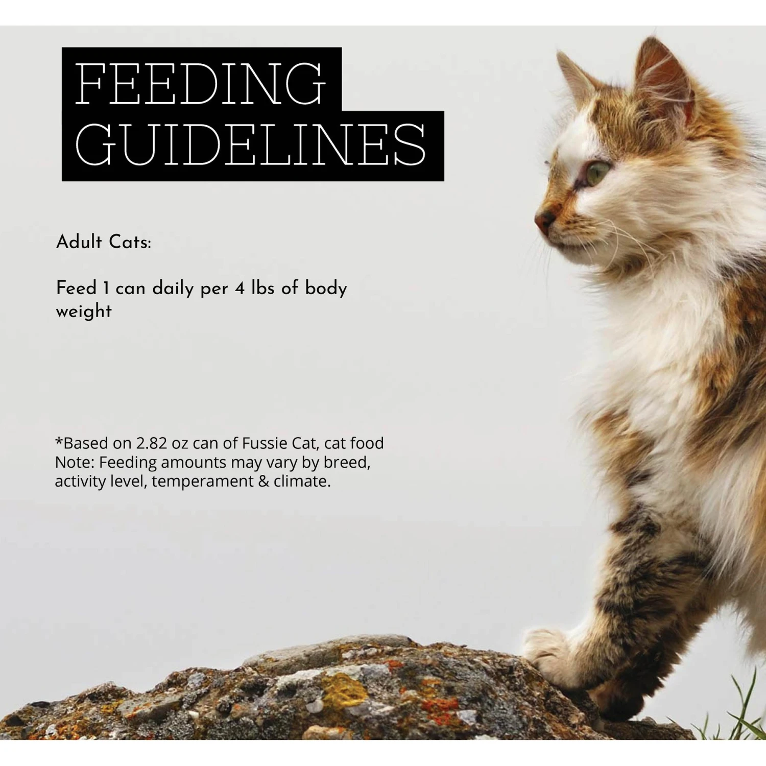 Fussie Cat Premium Tuna & Mussels Formula In Aspic Grain-Free Wet Cat Food 9 Fussie Cat Premium Tuna & Mussels Formula In Aspic Grain-Free Wet Cat Food - Image 7