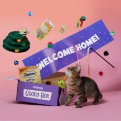 Goody Box Kitten Toys & Treats 12 Goody Box Kitten Toys & Treats -Furry Friends 258991 PT2. AC SS1800 V1657656401