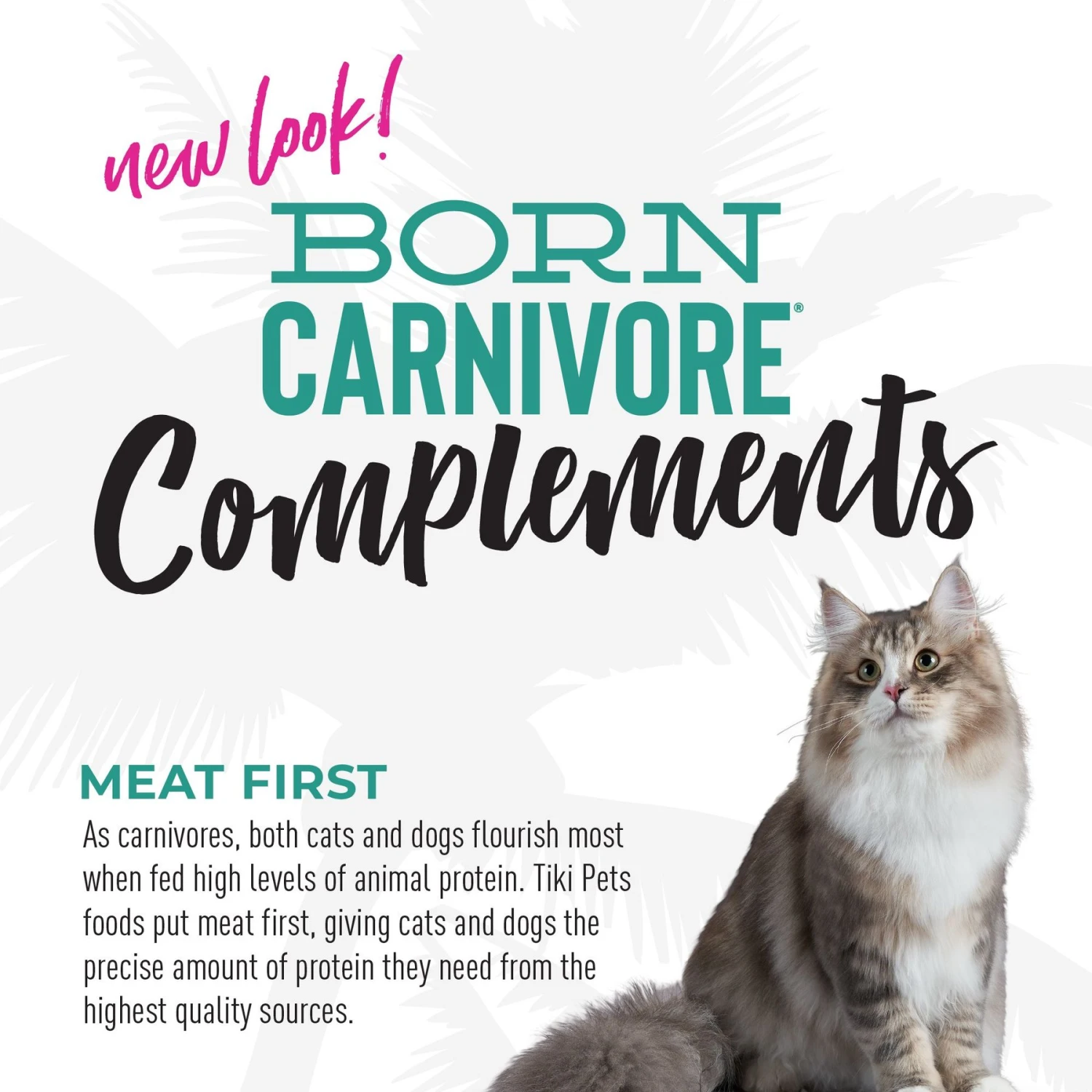Tiki Cat Born Carnivore Complements Chicken & Salmon Recipe In Chicken Broth Wet Cat Food Topper, 2.1-oz, Case Of 8 8 Tiki Cat Born Carnivore Complements Chicken & Salmon Recipe In Chicken Broth Wet Cat Food Topper, 2.1-oz, Case Of 8 - Image 6